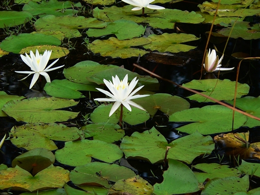 {Nymphaea odorata}